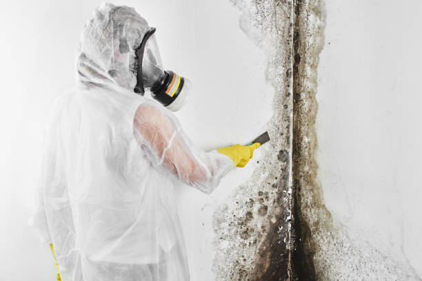 Best Certified Mold Removal  in Central City, NE