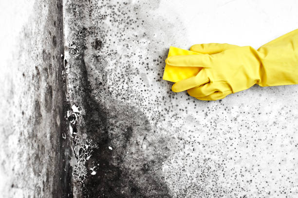 Mold Removal Process in Central City, NE