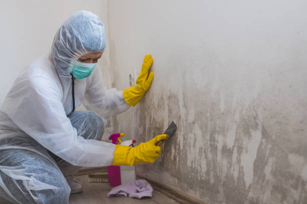 Best Commercial Mold Removal  in Central City, NE