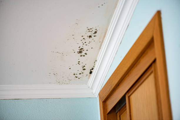 Best Office Mold Removal Services  in Central City, NE