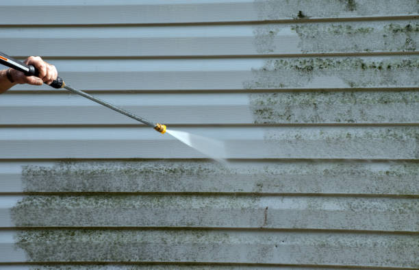 Best Toxic Mold Removal  in Central City, NE