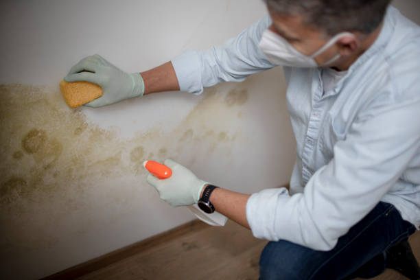 Best Best Mold Removal Companies  in Central City, NE