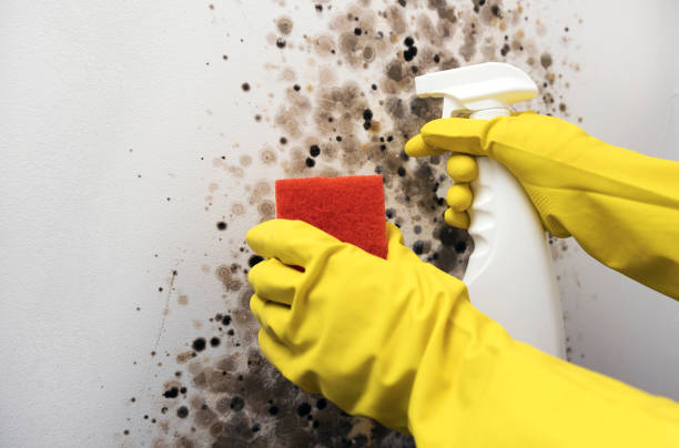 Best Home Mold Removal  in Central City, NE