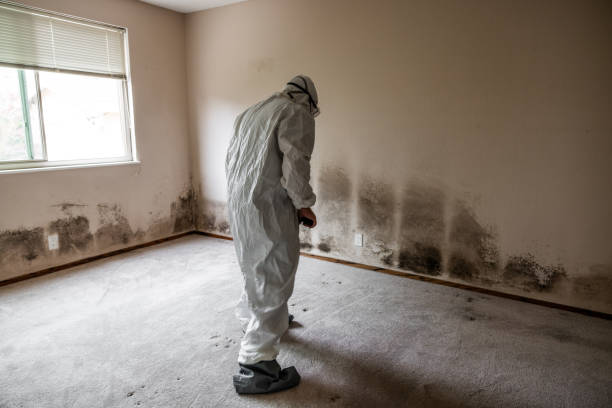 Reliable Central City, NE Mold Removal Solutions