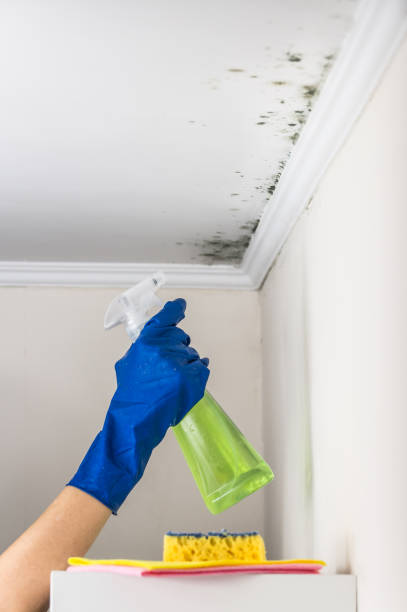 Best Mold Removal and Inspection  in Central City, NE