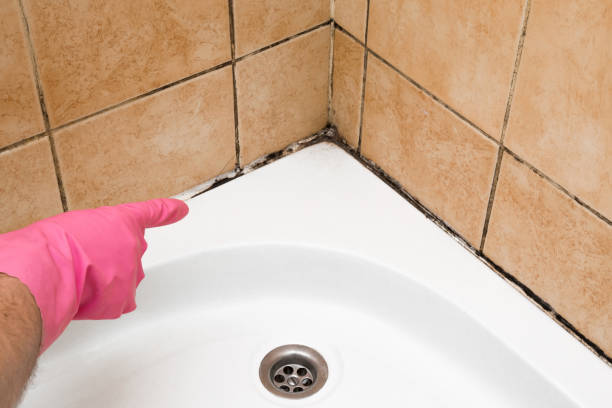 Attic Mold Removal in Central City, NE